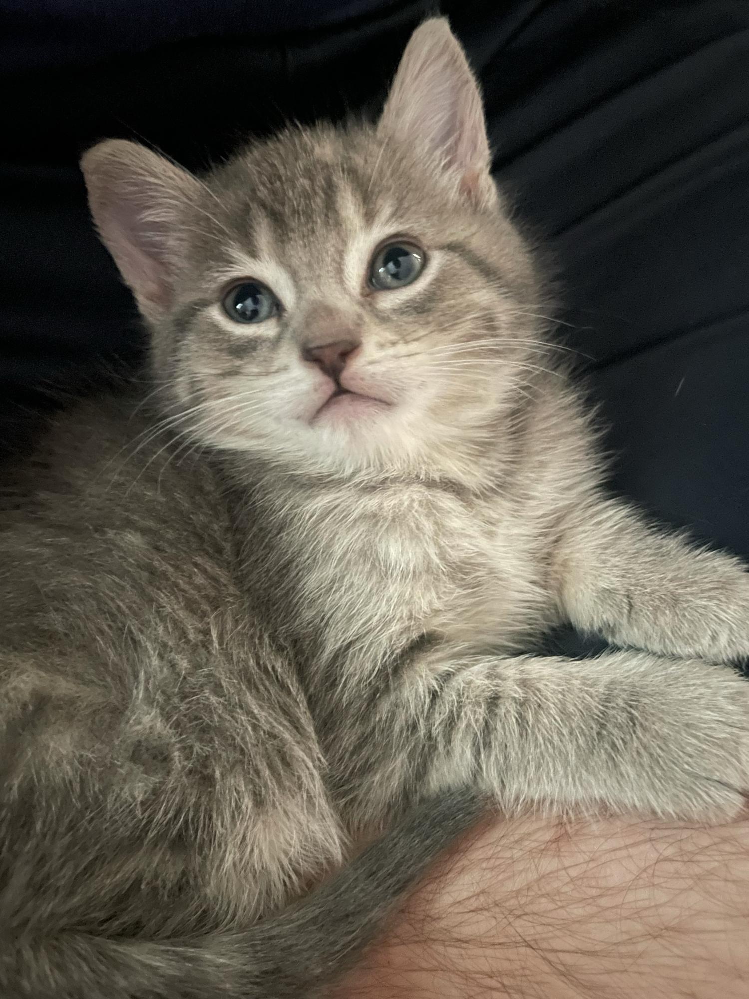Bilbo