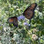 Butterfly Wonderland