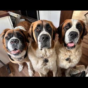 Saint Bernard Fund
