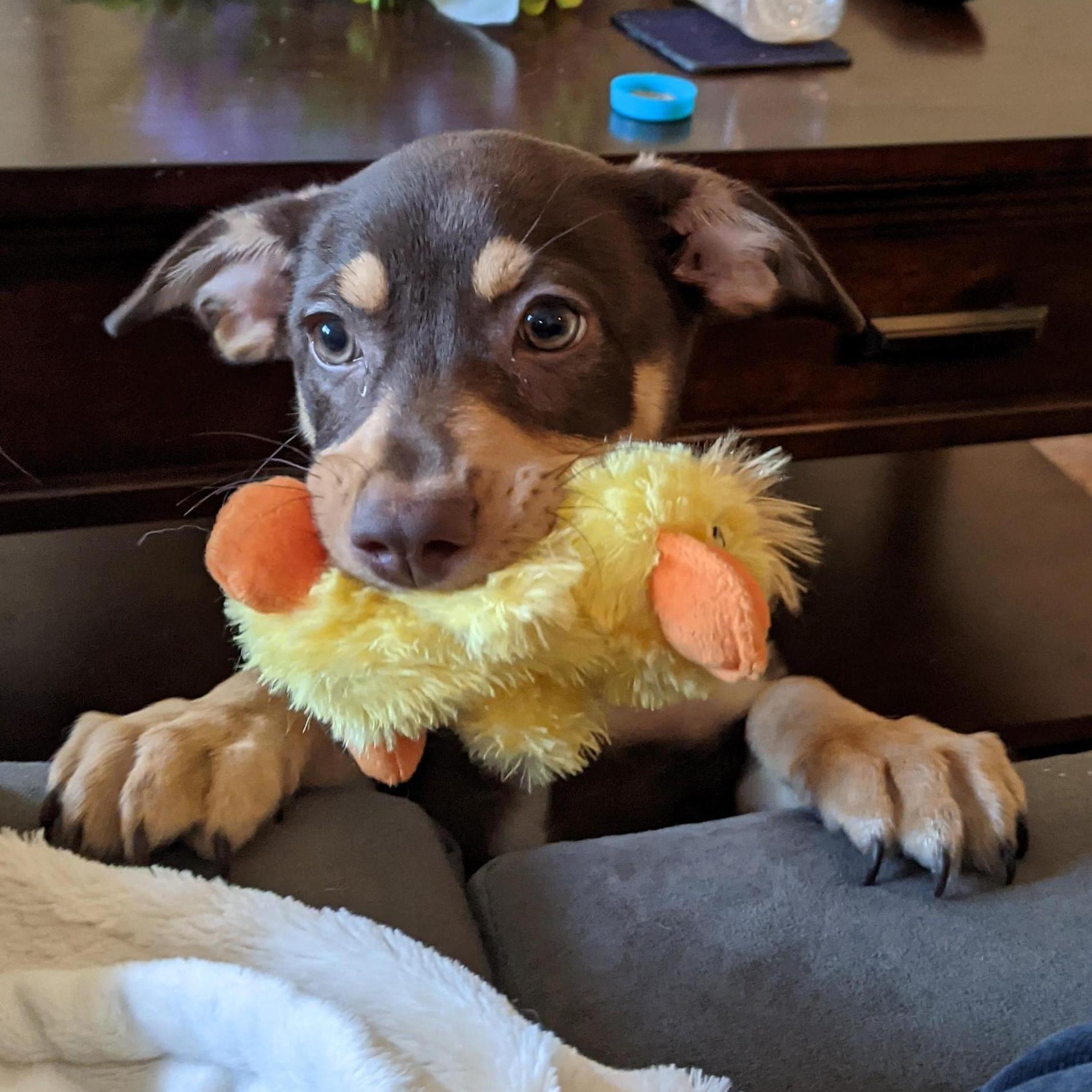 Gooby