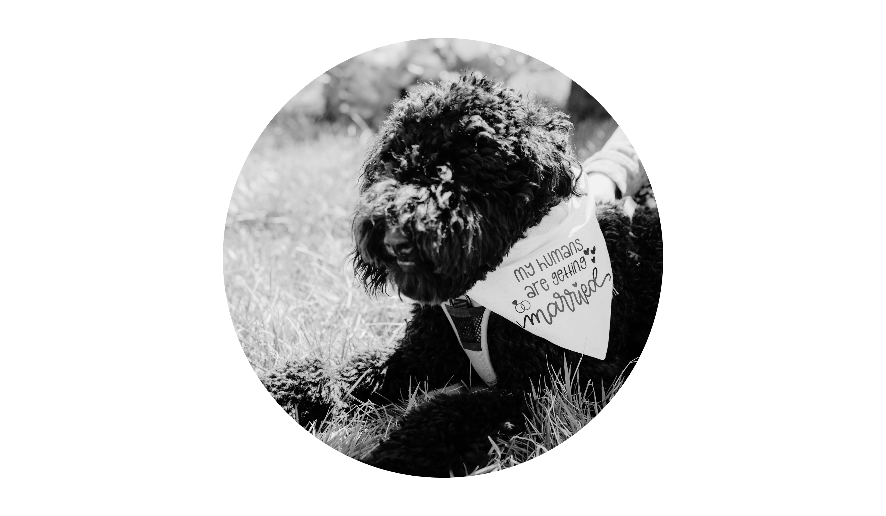 Footer image