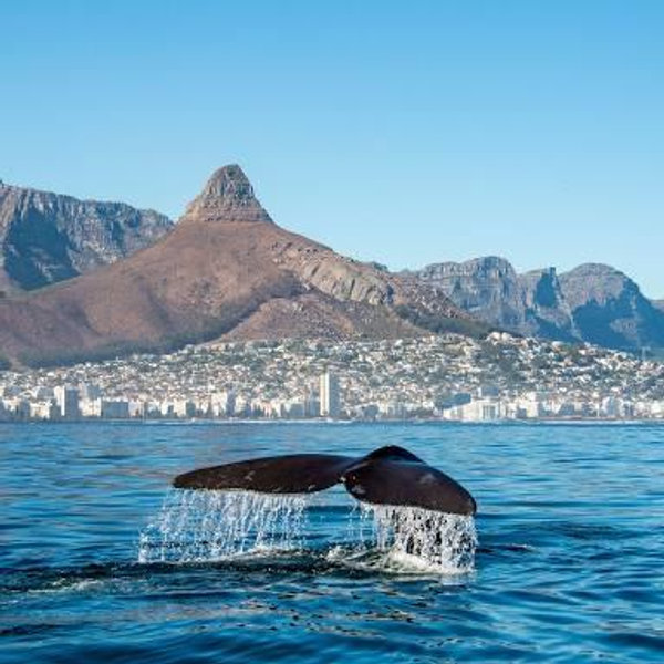 Southern Right Whale watching in Hermanus