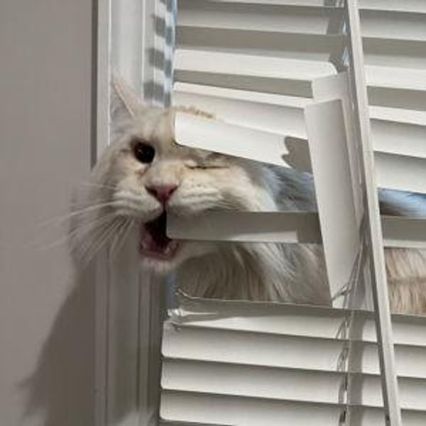 New Blinds
