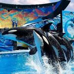SeaWorld San Antonio