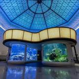 Shedd Aquarium