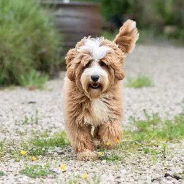 Our Future Puppy