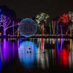 Zoo Lights