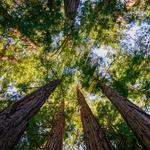 Muir Woods National Monument