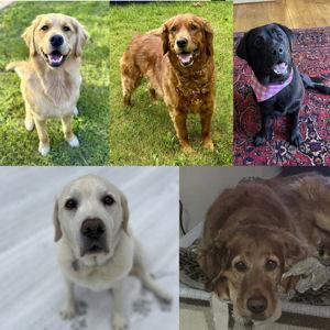 Golden Bond Rescue Donation