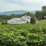 Veritas Vineyards and Winery