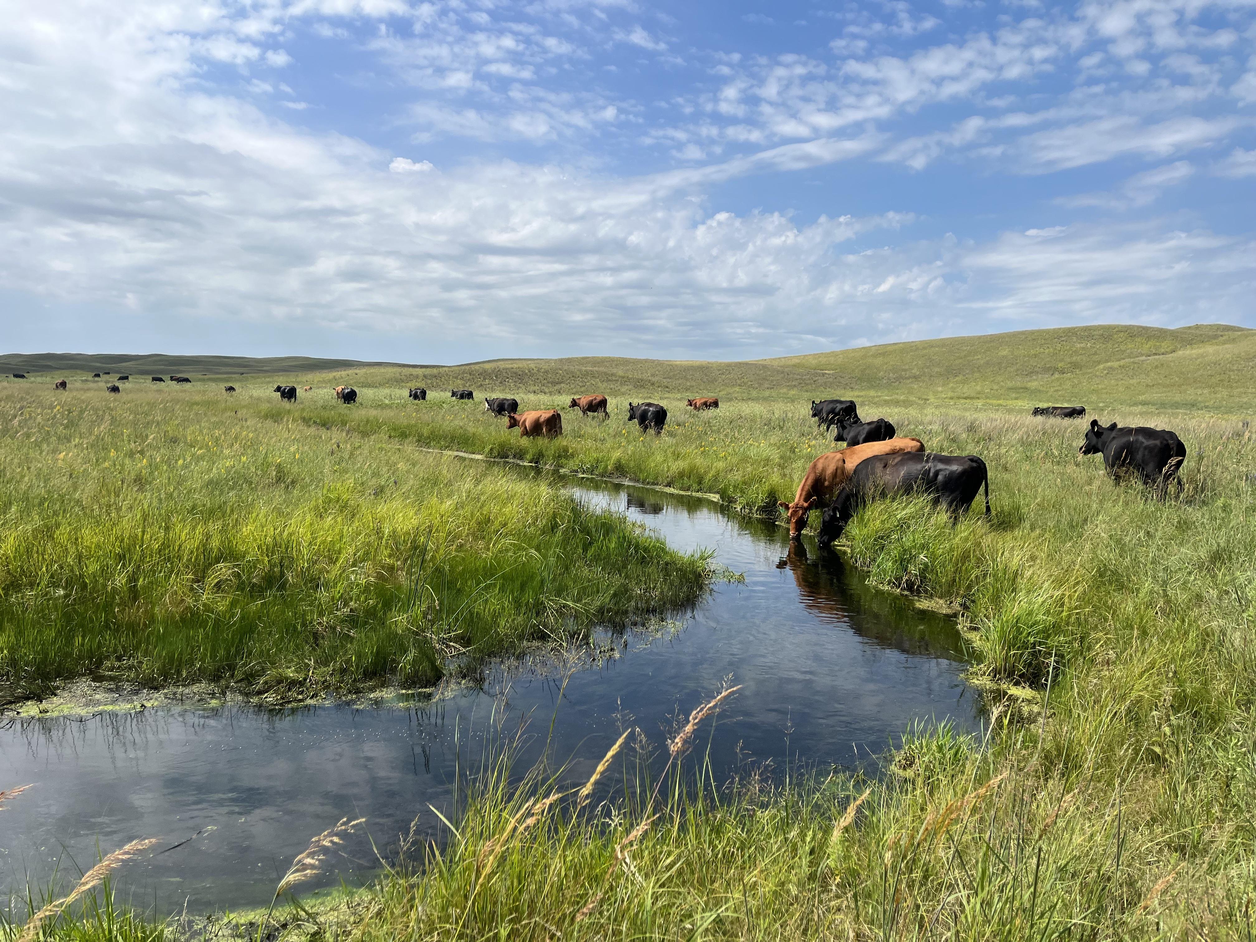 The Wedding Website of Anna Kobza and Kane Wellnitz