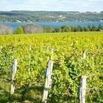 Visit a variety of vineyards: White Birch Vineyards