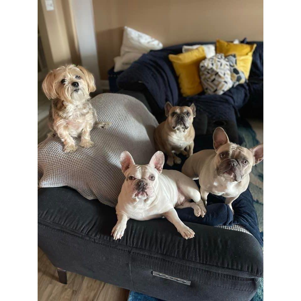 Tiger, Basil, Clicquot, & Dior