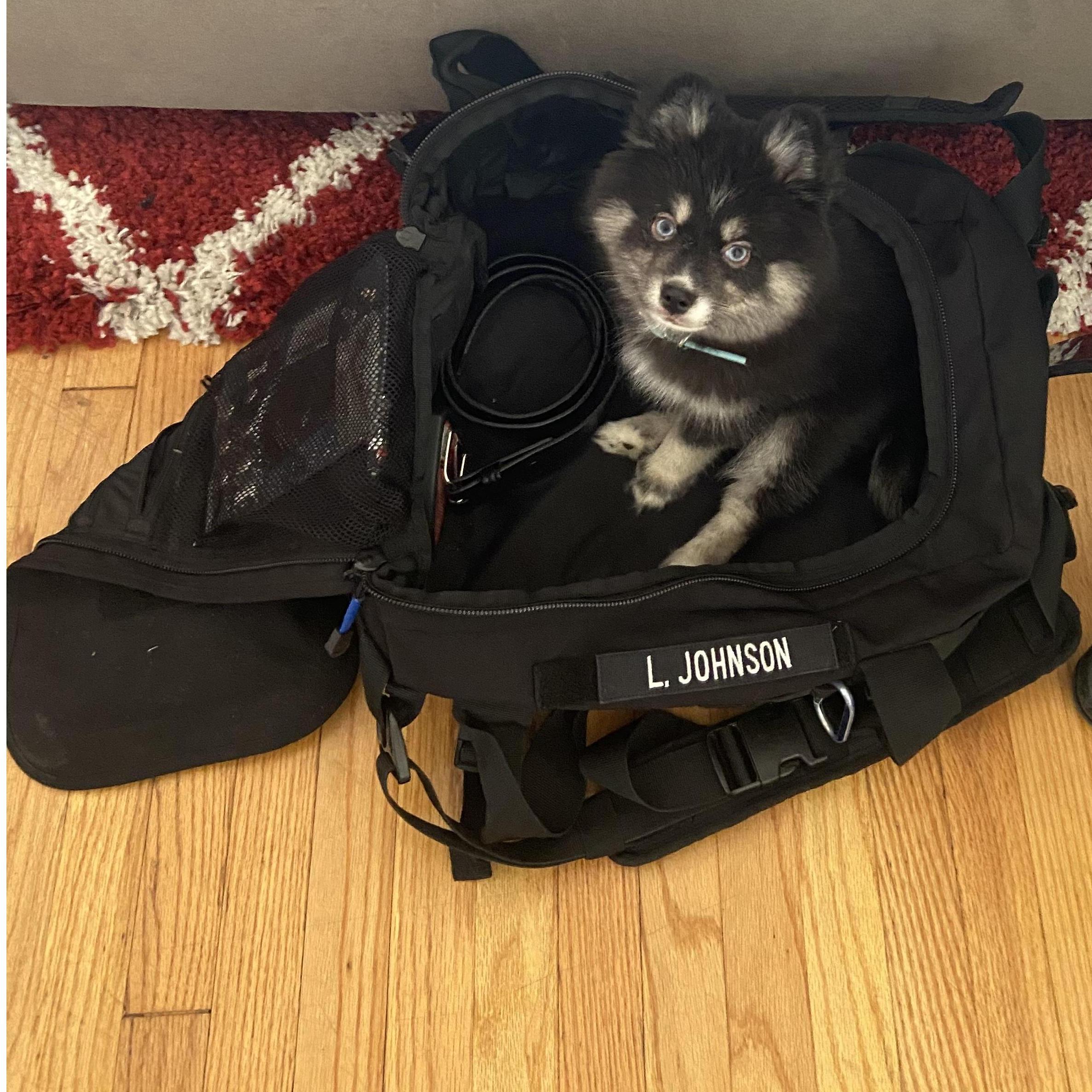 The Panoramic (pandemic) took over our 3 year anniversary. But, we had a fur baby within that month. Meet Onyx Chanel