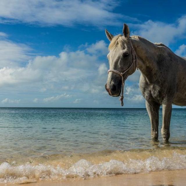 Swimming with horses in Mozambique!