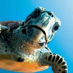Gumbo Limbo Nature Center