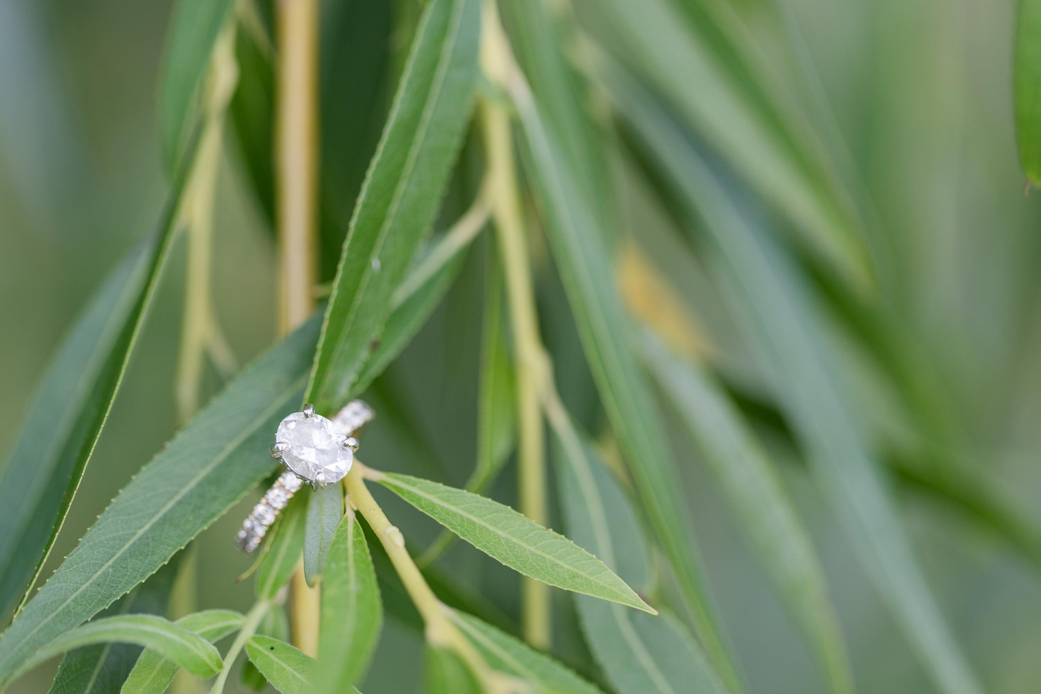 The Wedding Website of Chelsea Rose and Ryan Fayak
