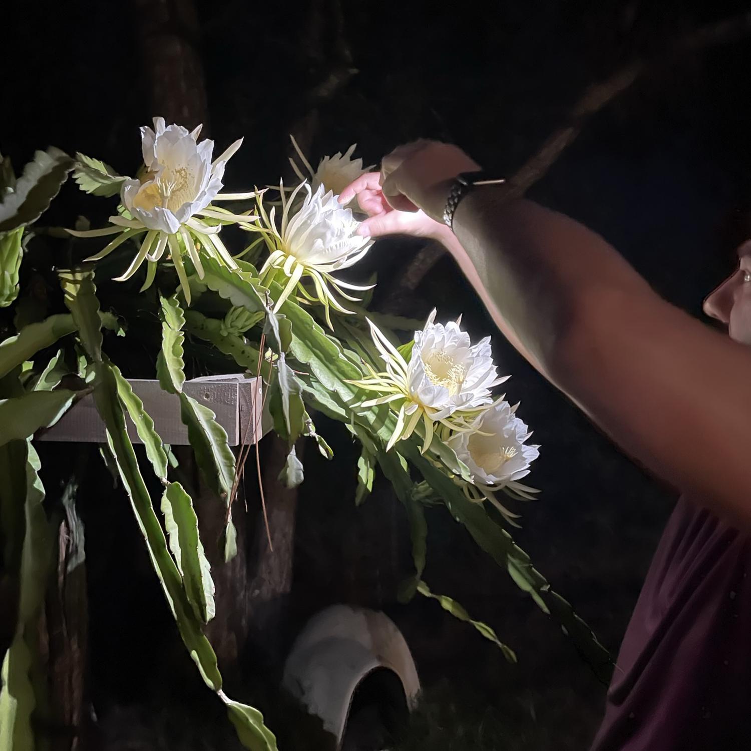 David pollinating his Dragon fruit