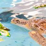 Georgia Sea Turtle Center