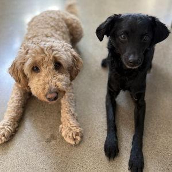 Treats & Essentials for our Fur Babies