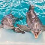 Clearwater Marine Aquarium