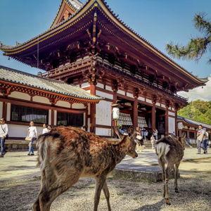 Nara Park Wild Deer Experience
