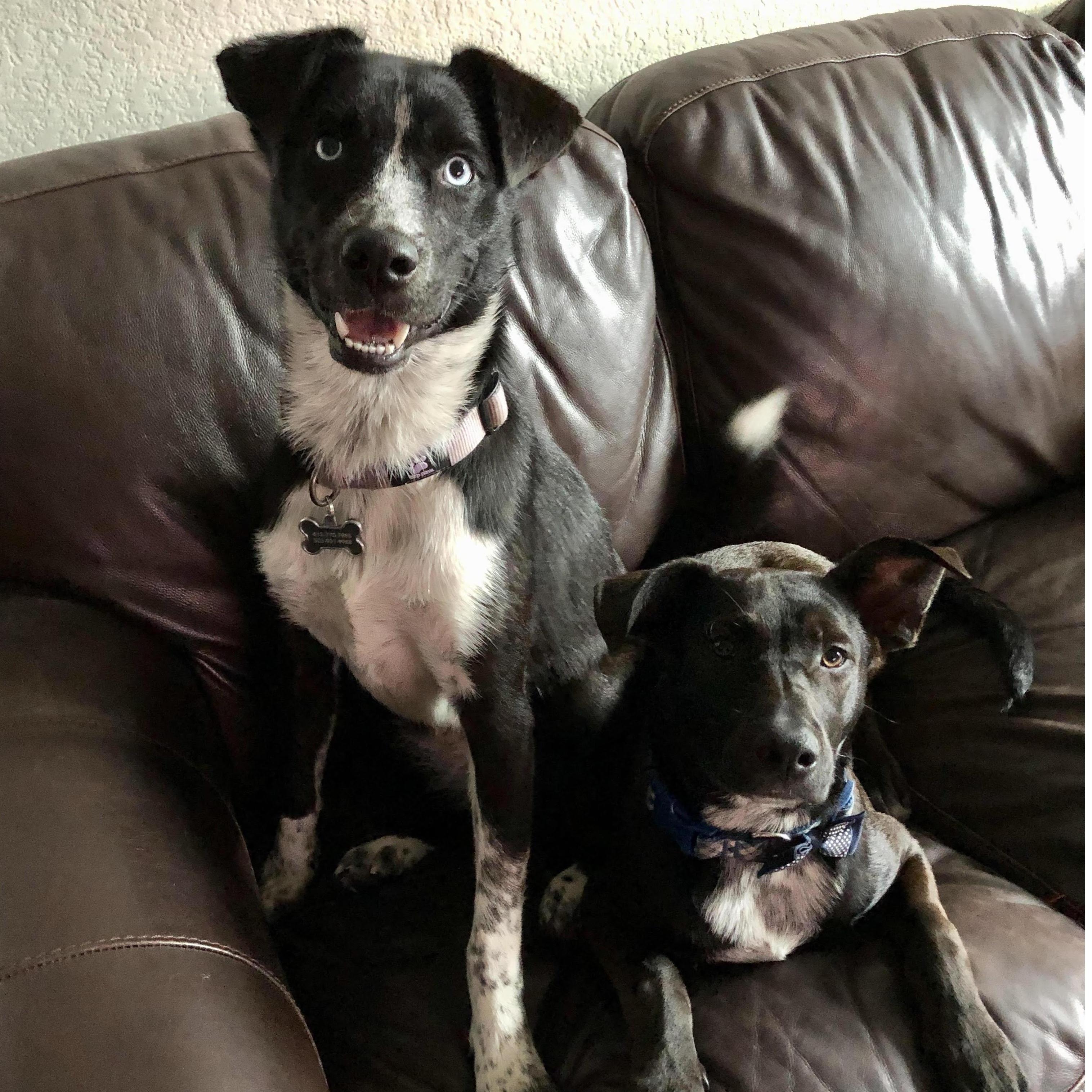 Peri and Blue, our family grew.