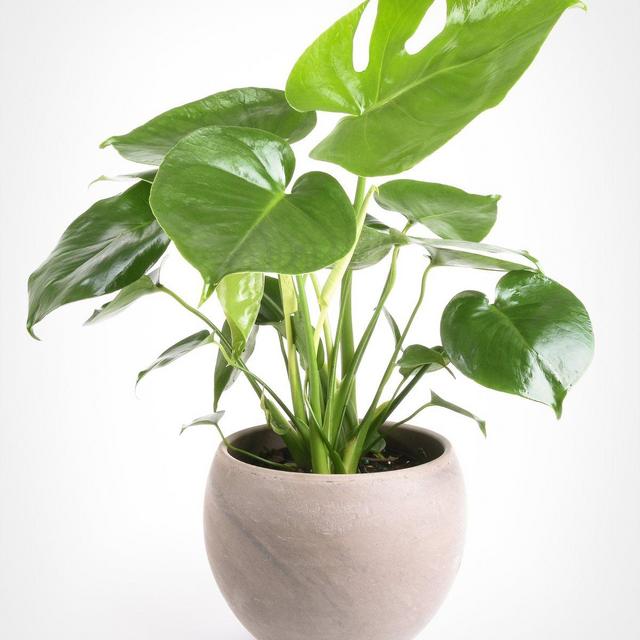 Swiss Cheese Plant