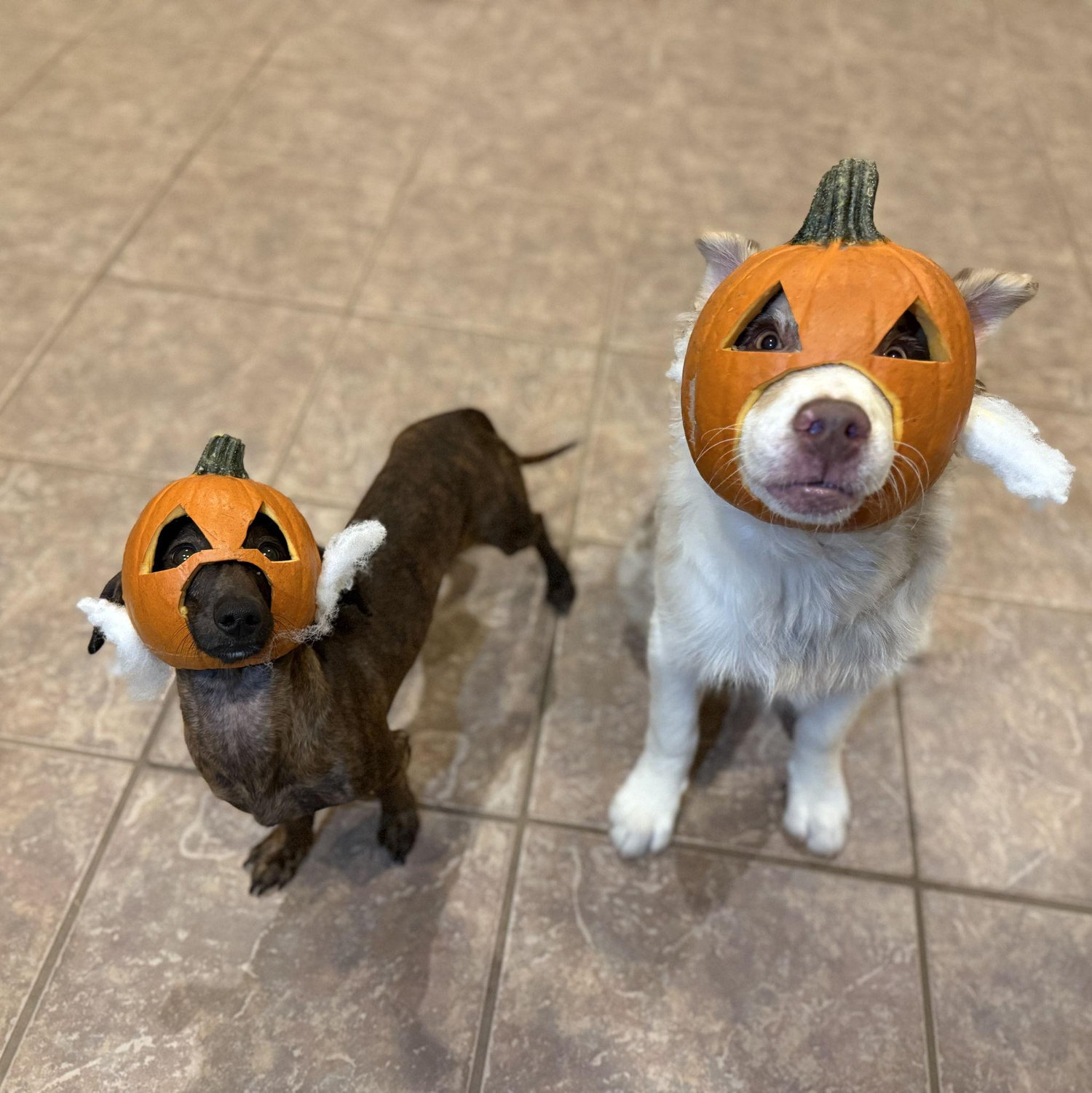 Our first Halloween with both our Dog-ters!