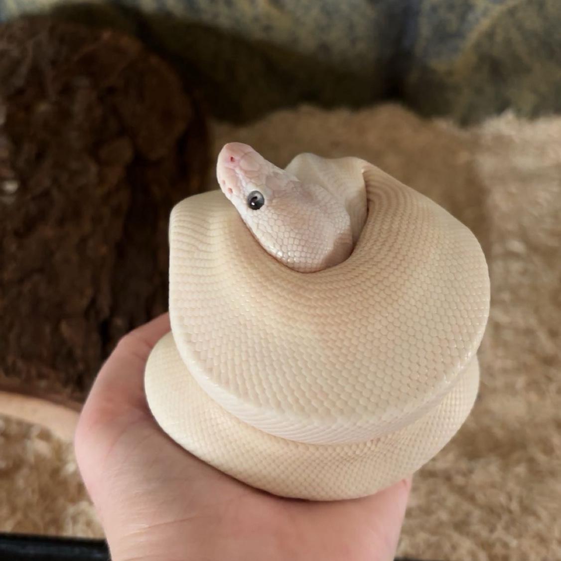 Oogie