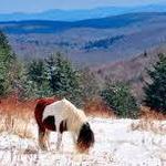 Grayson Highlands State Park