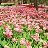 Garvan Gardens