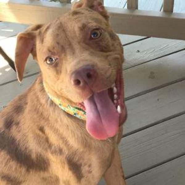 Maui's Toy and Treat Fund