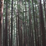 Armstrong Redwoods State Natural Reserve
