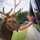 VA Safari Park