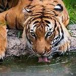 Houston Zoo