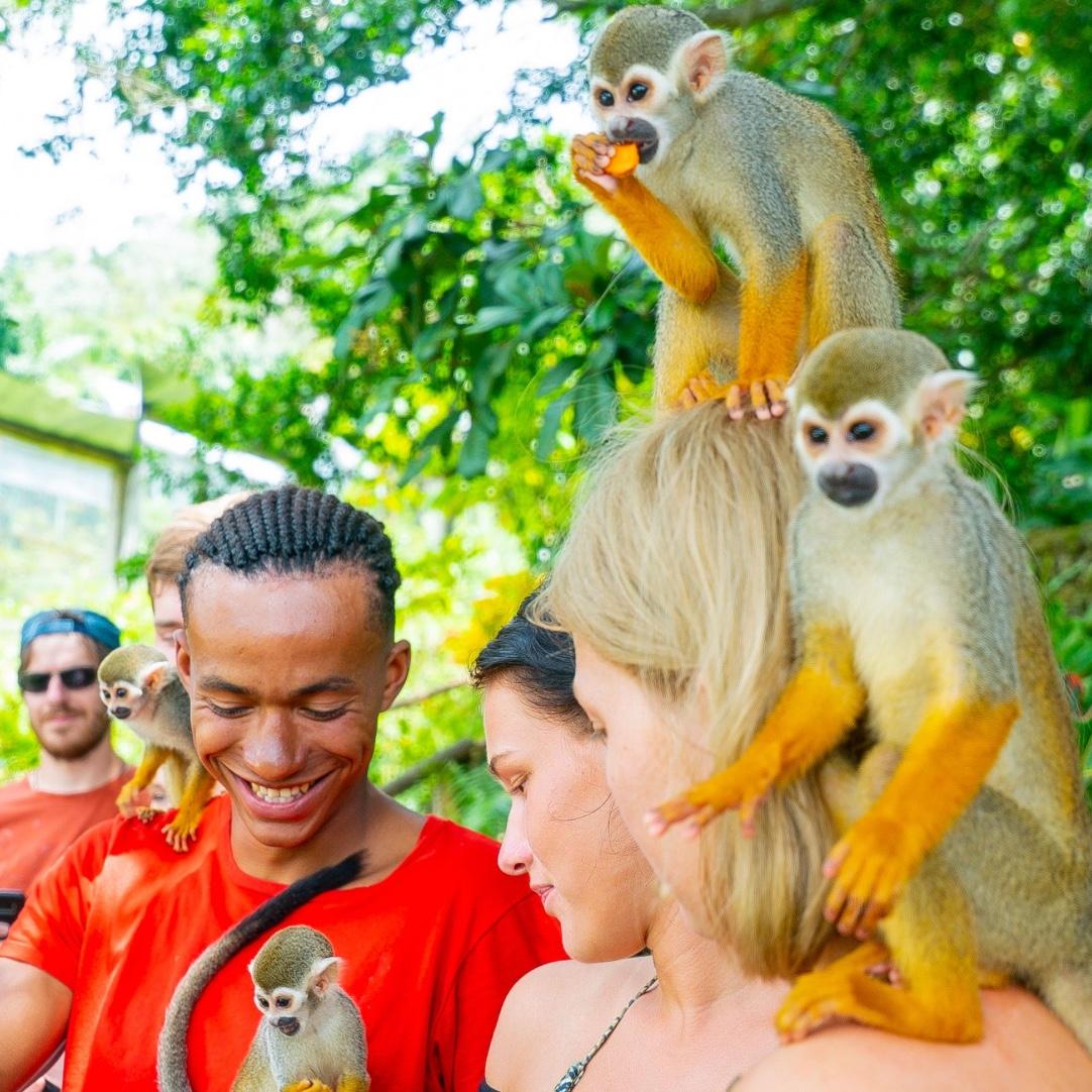 Monkeyland
