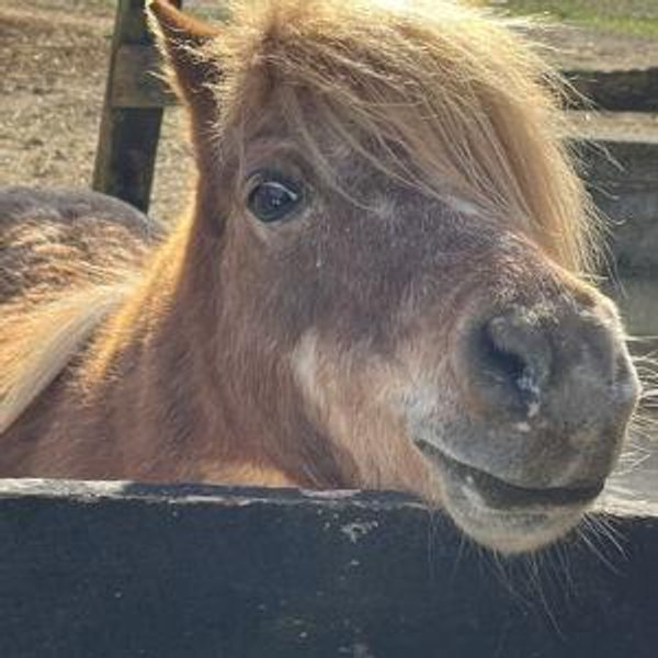 Donate to Rapidan Equine Sanctuary