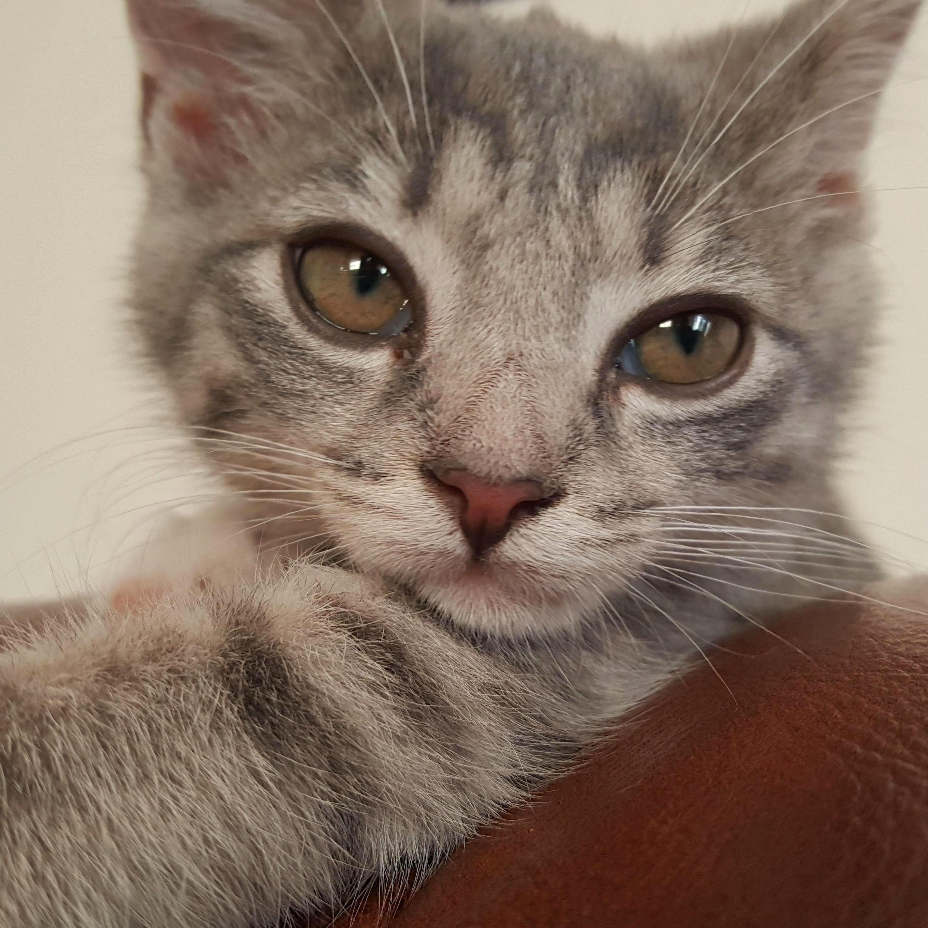 Once they moved into their first apartment in Spring City, PA, they adopted their first kitty Rey in September 2017.