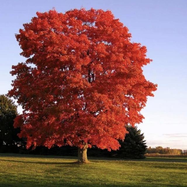 Red Maple for our new home