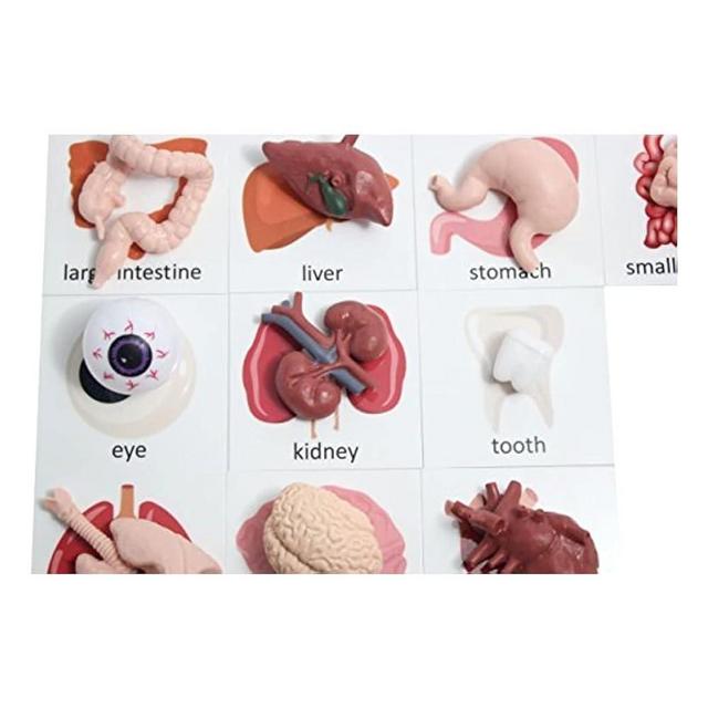 Curious Minds Busy Bags Montessori Human Organ Match - Miniature Body Parts with Cards to Match - Early Childhood Biology Learning Toy