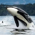 Seattle Whale Watching