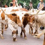 Fort Worth Stockyards