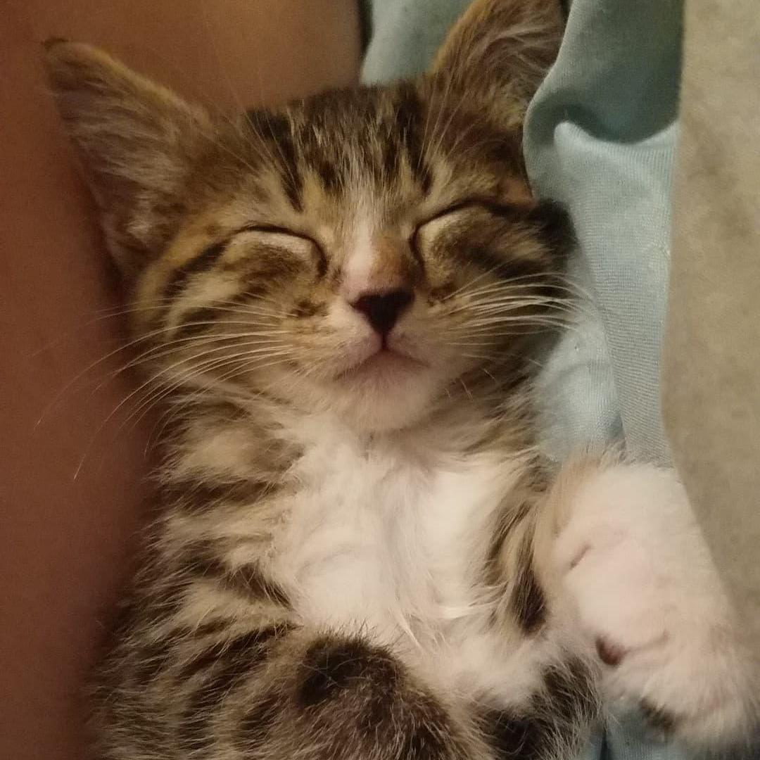 They decided to make a very (very) little addition to their life: Sushi Martin.