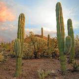 Desert Botanical Garden