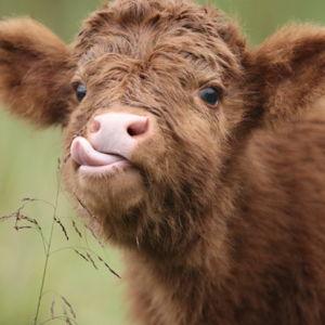 Baby cow rental