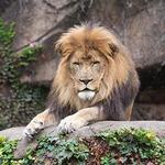 Lincoln Park Zoo