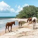 Vieques