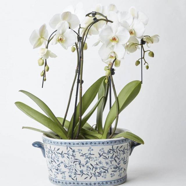 Blue and White Oval Chinoiserie Planter