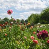 Local Flower Picking Spots